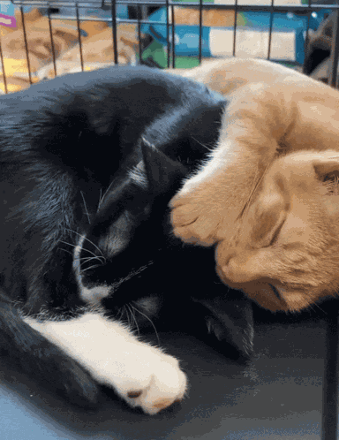 Cat Kitty GIF