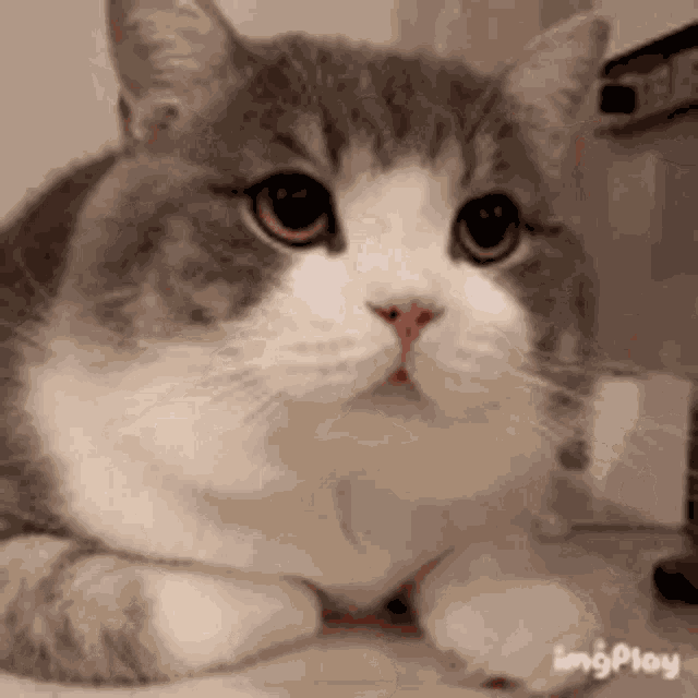 Cat Kitty GIF