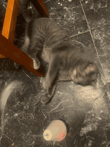 Cat Kitty GIF