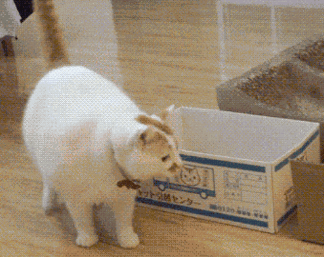 Cat Kitty GIF