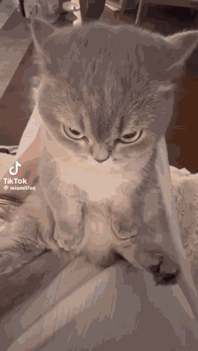 Cat Kitty GIF
