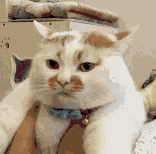 Cat Kitty GIF