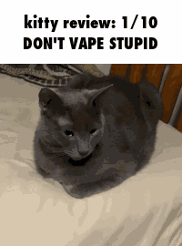 Cat Kitty GIF