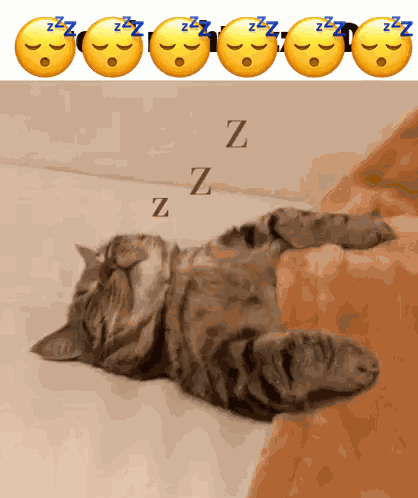 Cat GIF