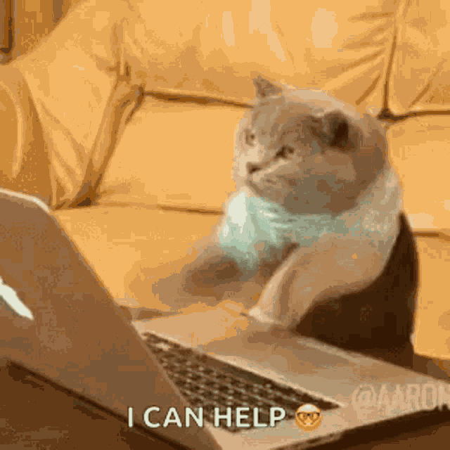 Cat Laptop GIF