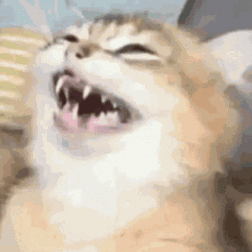 Cat Laugh GIF