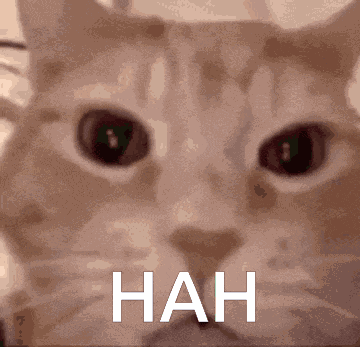 Cat Laughing Laughing GIF