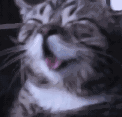 Cat Laughing GIF