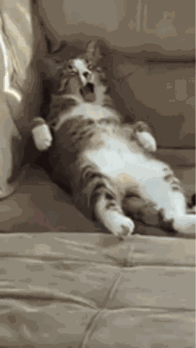 Cat Lazy GIF