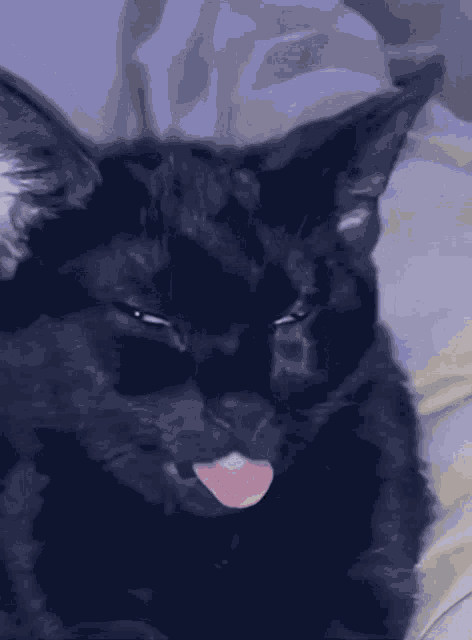 Cat Lick GIF
