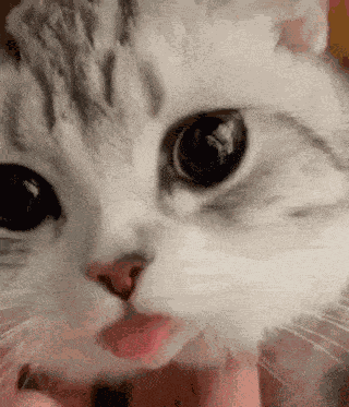 Cat Lick GIF