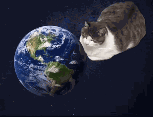Cat Licking GIF