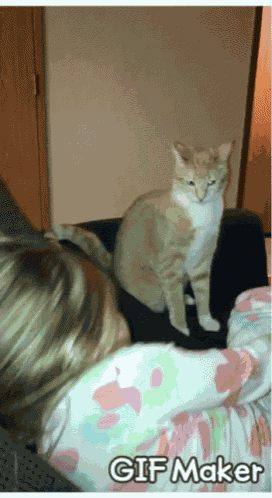 Cat Life Attack GIF