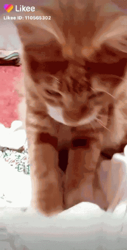 Cat Likee GIF