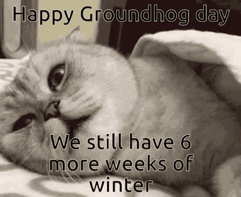 Cat Love Ground Hog GIF
