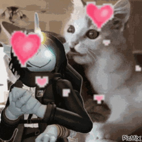Cat Love GIF