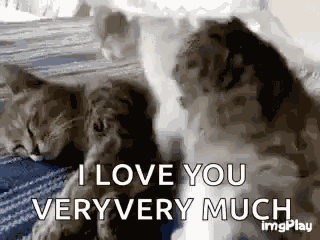 Cat Love GIF