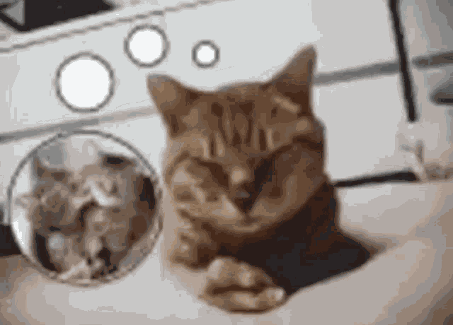 Cat Love GIF