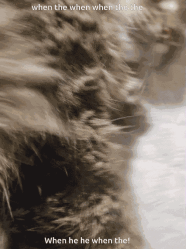 Cat GIF