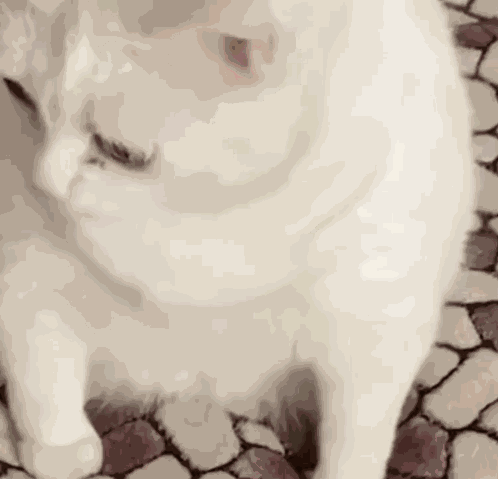 Cat Macska GIF
