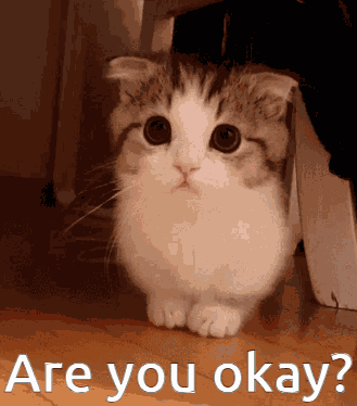 Cat GIF
