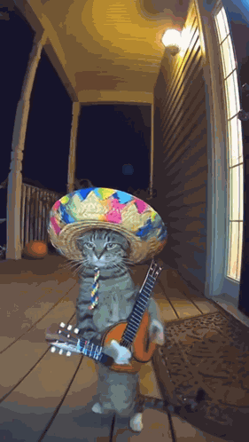 Cat Mariachi GIF