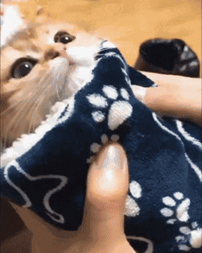Cat GIF