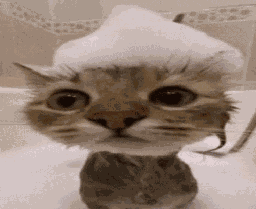 Cat Meme Cat Funny Meme