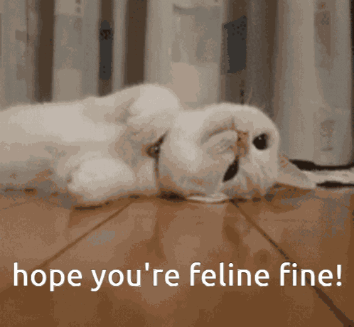 Cat Meme GIF