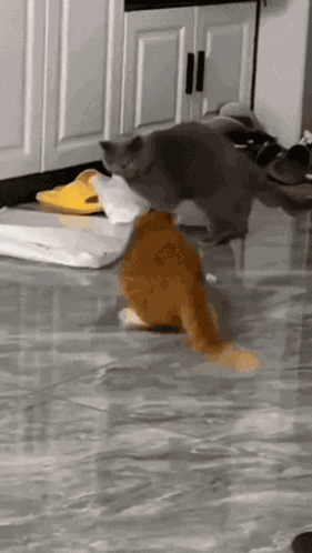 Cat Meme GIF