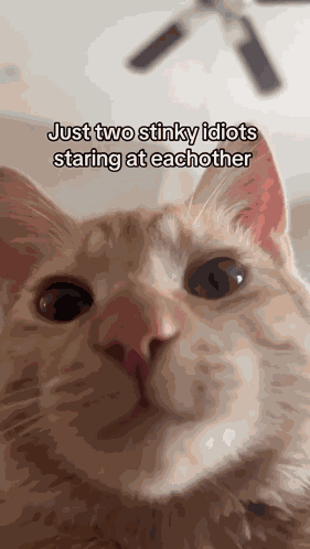 Cat Meme GIF