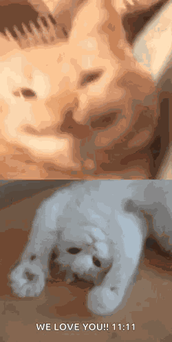 Cat Meme Funny GIF