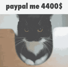 Cat Meme