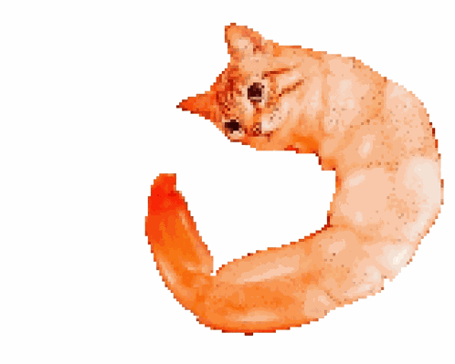 Cat Meme GIF
