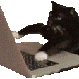 Cat Meme Laptop Sticker