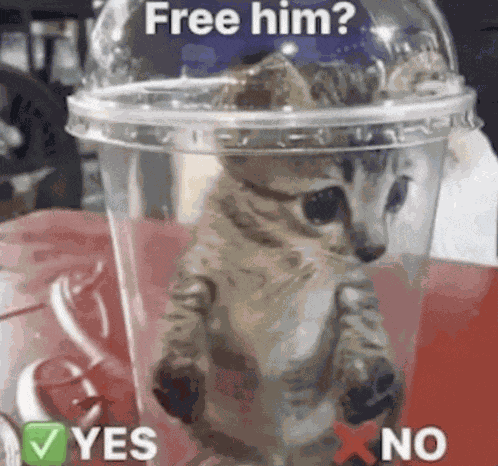 Cat Meme Meme