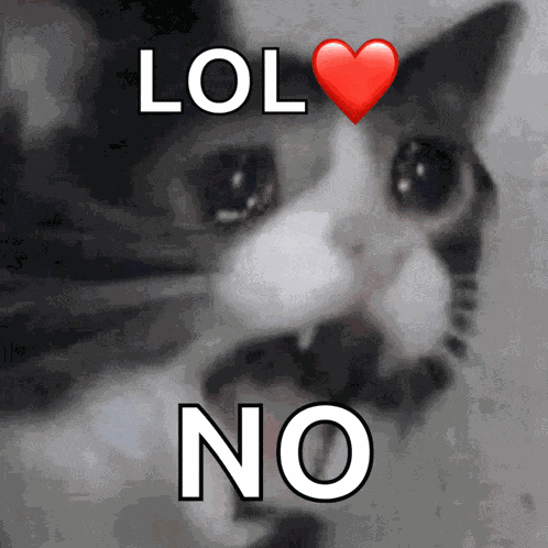 Cat Meme GIF