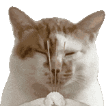 Cat Meme Pray Sticker
