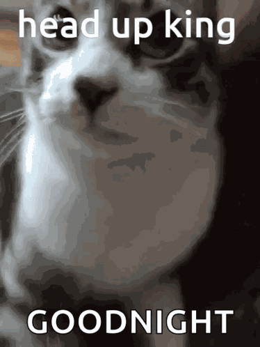 Cat Meme GIF