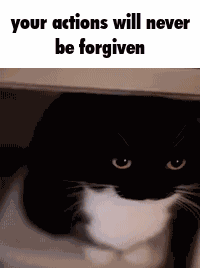 Cat Meme GIF
