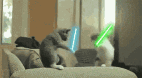 Cat Meme Star Wars GIF