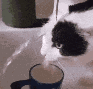 Cat Meme GIF