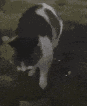 Cat Meme GIF