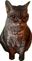 Cat Meme Sticker GIF