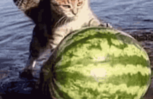 Cat Meme GIF