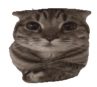 Cat Meme Sticker