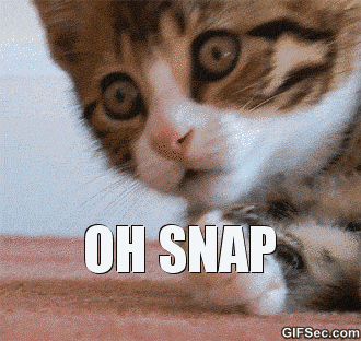 Cat Memes GIF