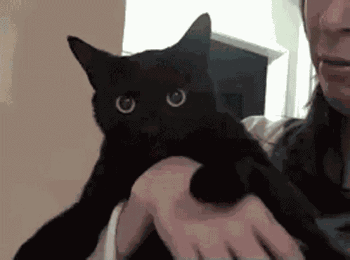 Cat Meow GIF