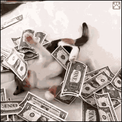 Cat Mewo GIF
