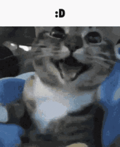 Cat Middle Finger But No Middle Finger GIF
